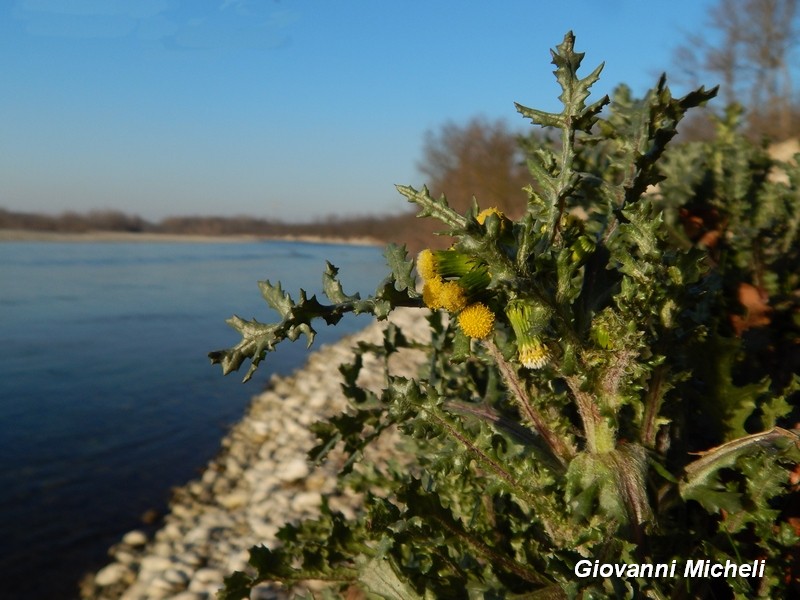 Senecio vulgaris